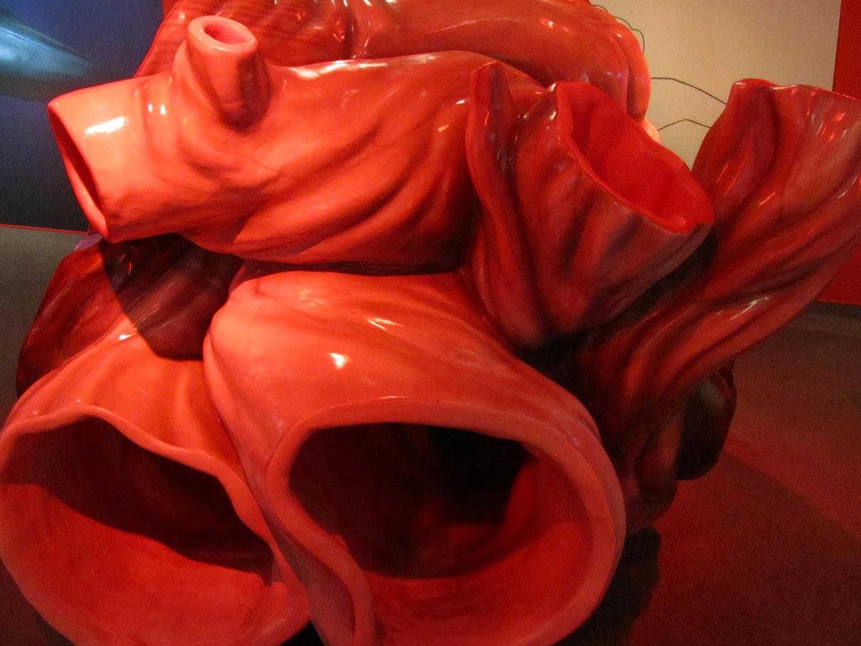 Nachbildung eines Blauwal-Herzens Nachbildung eines Blauwal-Herzens