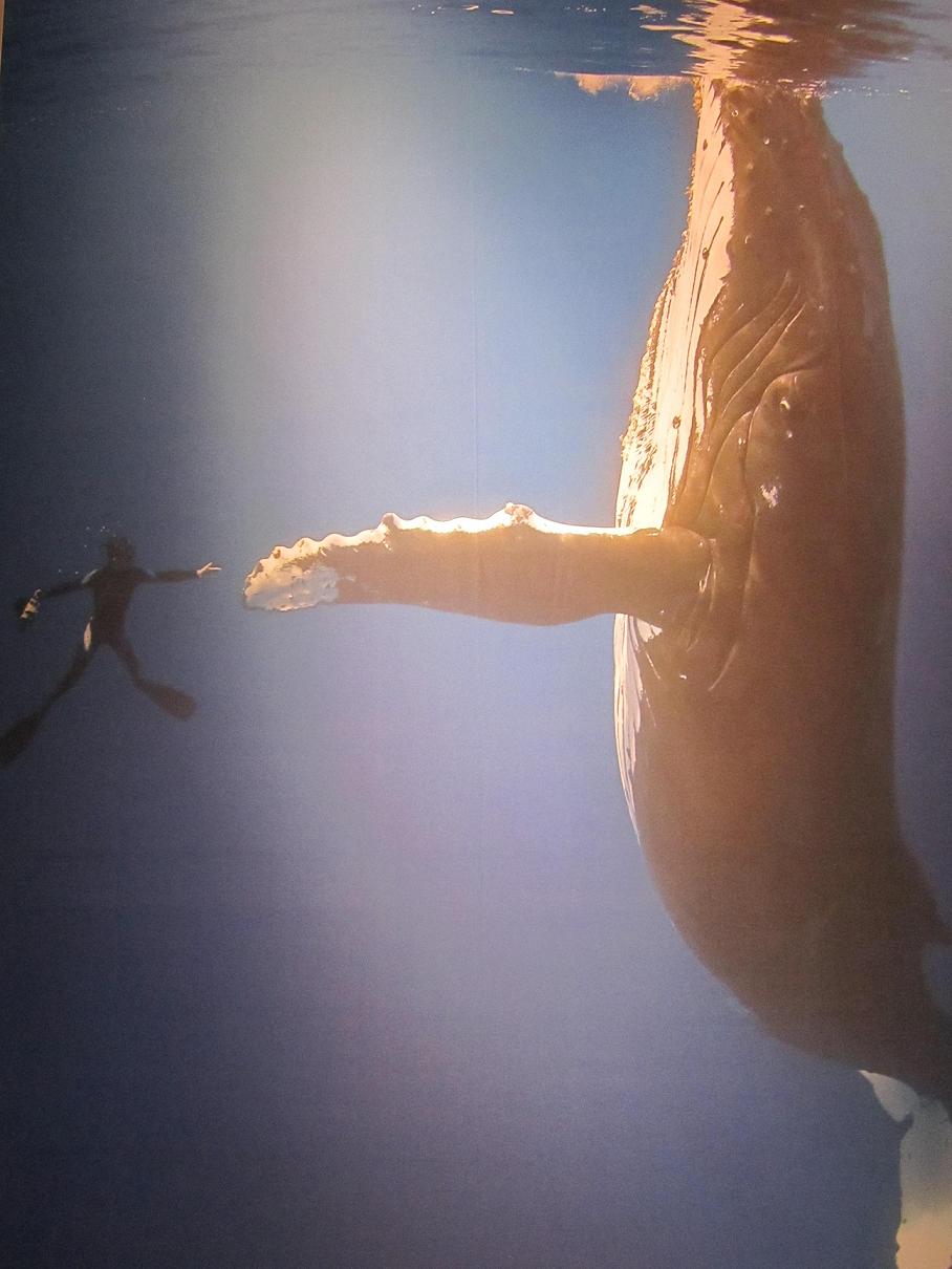 Ein schlafender Buckelwal Ein schlafender Buckelwal