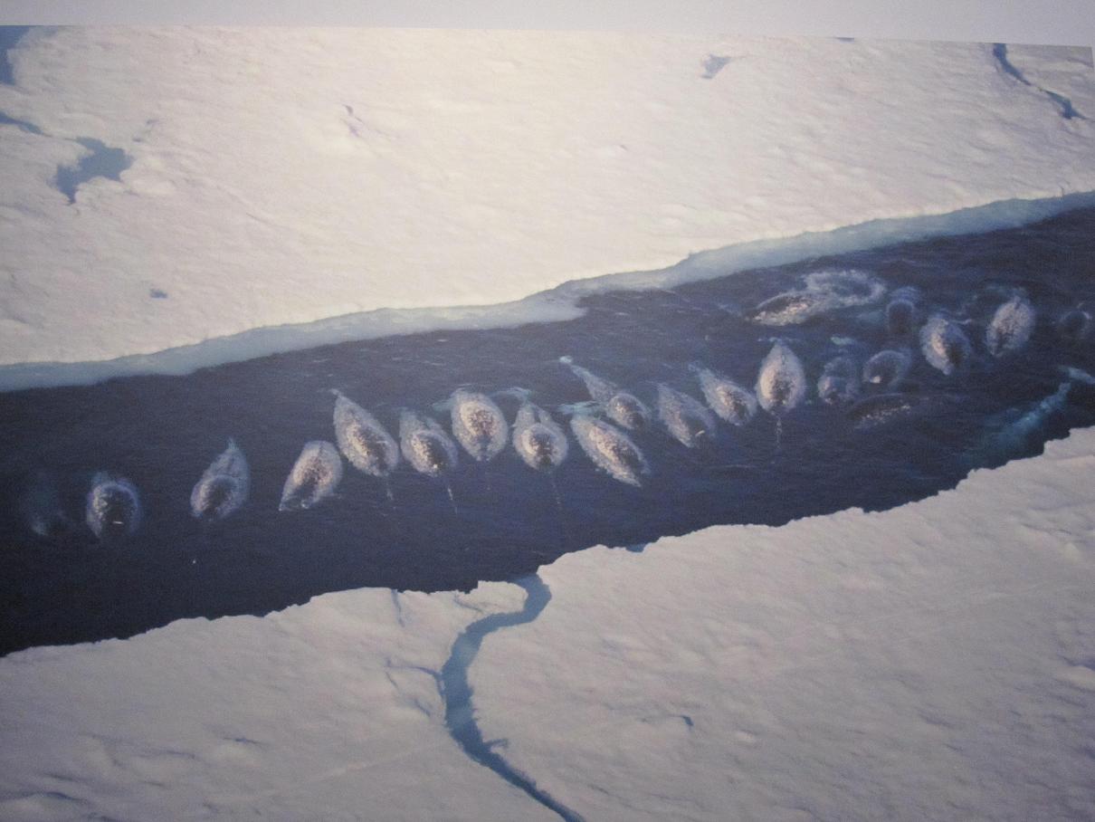 Eine Narwal-Schule in der Arktis Eine Narwal-Schule in der Arktis