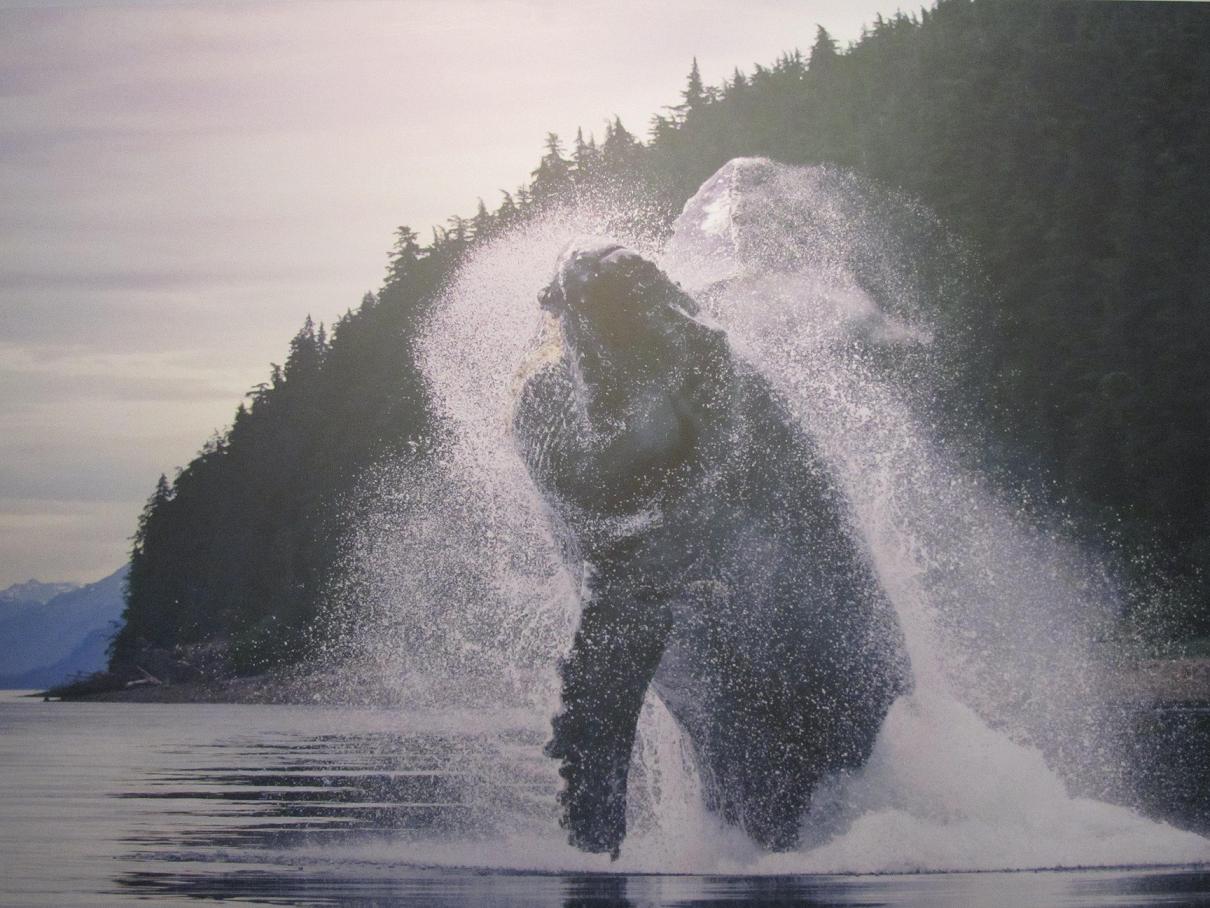 Ein springender Buckelwal vor Alaska